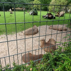 Zoos