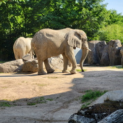 Zoos